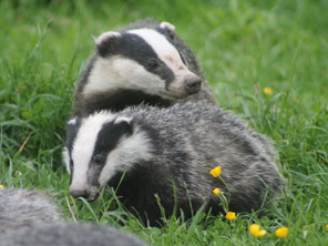 Badger Facts